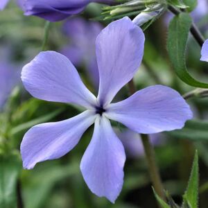 Phlox divaricaria 'Clouds of Perfume ' ---